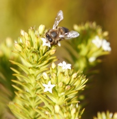 Apis mellifera capensis
