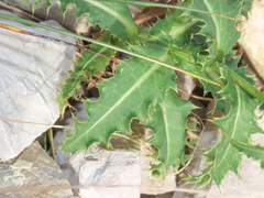 Carduus defloratus