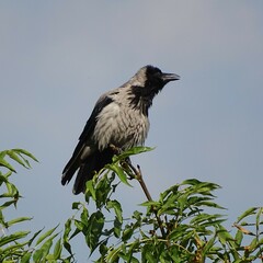 Corvus cornix