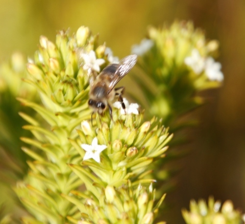 Image of Green Rootthug (Thesium viridifolium) by (c) Tony Rebelo, some rights reserved (CC BY-SA)