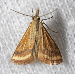 Microtheoris ophionalis