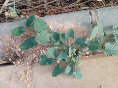 Convolvulus althaeoides