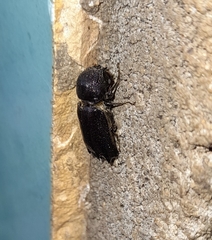 Apatides fortis