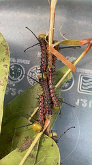 Anisota virginiensis