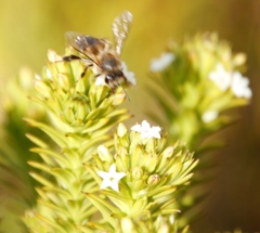 Apis mellifera capensis