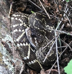 Crotalus molossus nigrescens