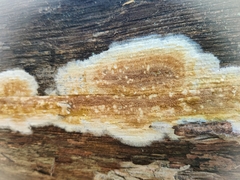 Coniophora puteana
