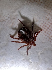 Dermacentor marginatus