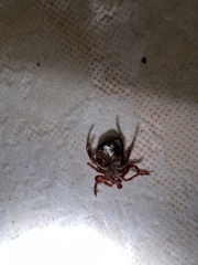 Dermacentor marginatus