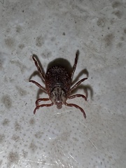 Dermacentor marginatus