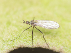 Empididae