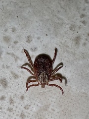 Dermacentor marginatus
