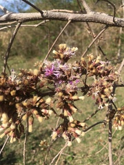 Vernonanthura squamulosa