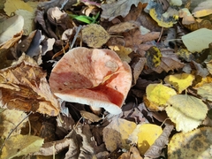 Lactarius torminosus