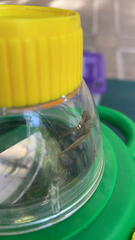 Dichromorpha elegans