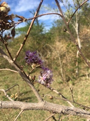 Vernonanthura squamulosa