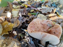 Lactarius torminosus