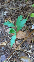 Quercus rubra