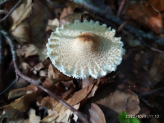 Lepiota