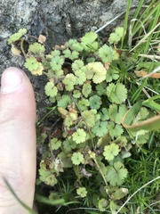 Hydrocotyle moschata