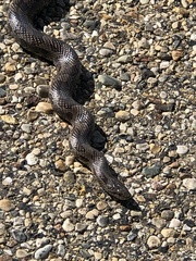 Lampropeltis calligaster