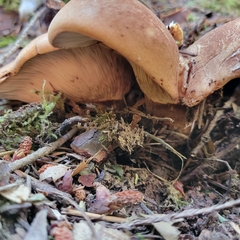 Paxillus cuprinus