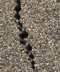 Lampropeltis calligaster