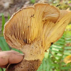 Paxillus cuprinus
