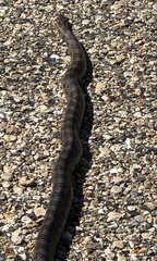 Lampropeltis calligaster