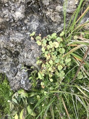 Hydrocotyle moschata