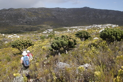 Mimetes fimbriifolius