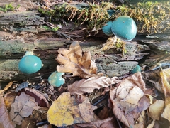 Stropharia aeruginosa