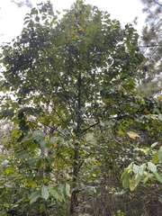 Asimina triloba