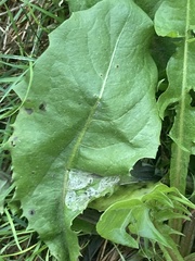 Liriomyza taraxaci