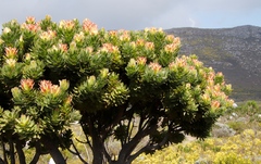 Mimetes fimbriifolius
