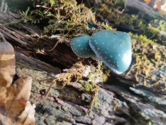 Stropharia aeruginosa