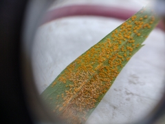 Coleosporium