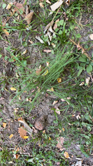Allium vineale