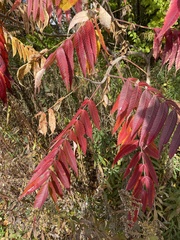 Rhus typhina