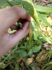 Coleosporium