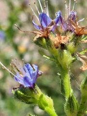 Lobostemon paniculatus