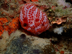 Aplidium elegans