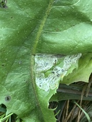 Liriomyza taraxaci