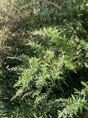 Artemisia vulgaris