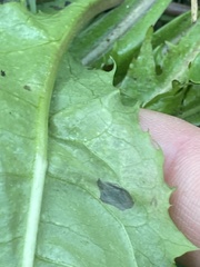 Liriomyza taraxaci