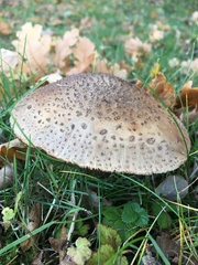 Amanita rubescens