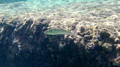 Dicentrarchus labrax