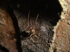Anyphaena