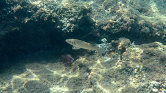 Dicentrarchus labrax