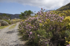 Podalyria calyptrata